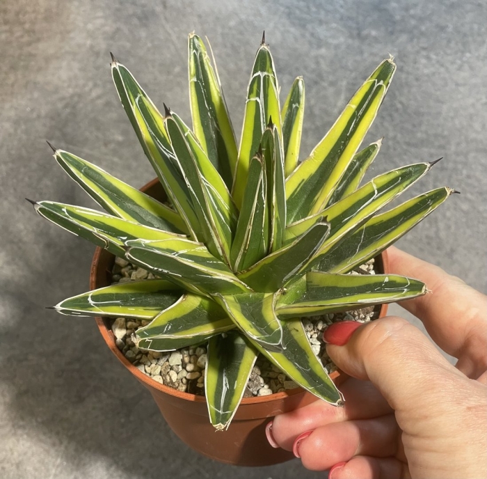 Агава вариегата