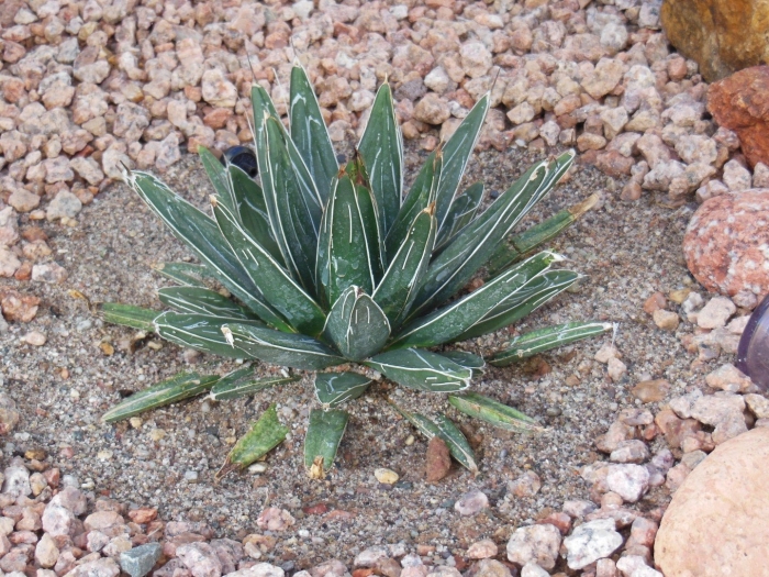 Агава тумеяна белла