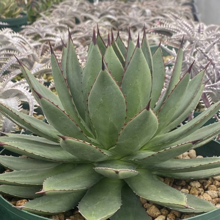 Agave ghiesbreghtii