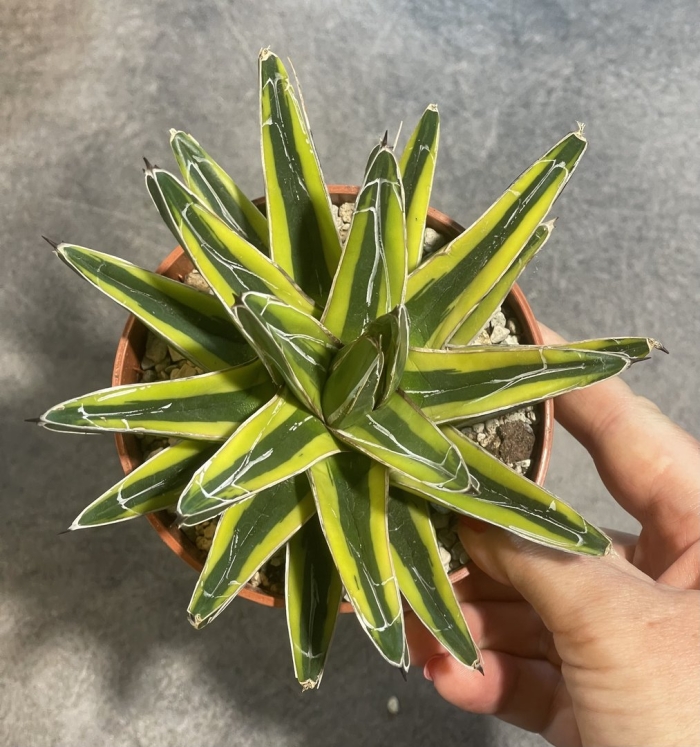 Агава виктория