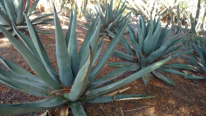 Agave nigra