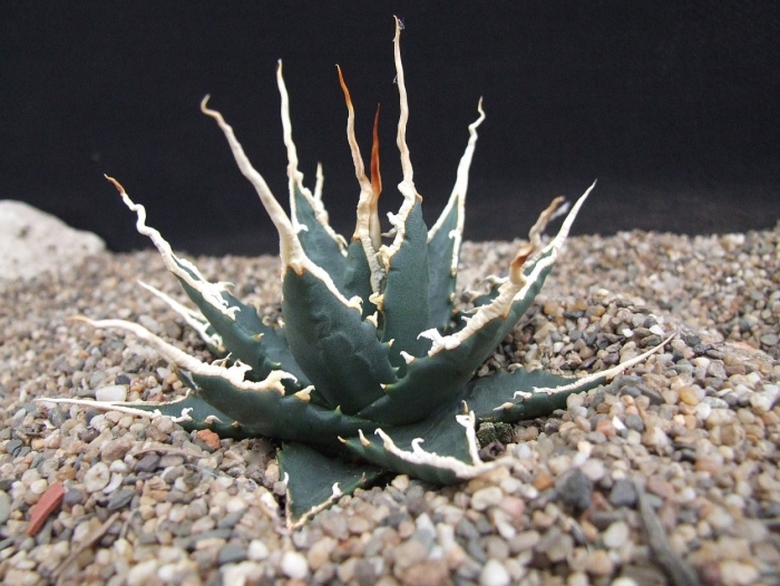 Agave utahensis v. eborispina