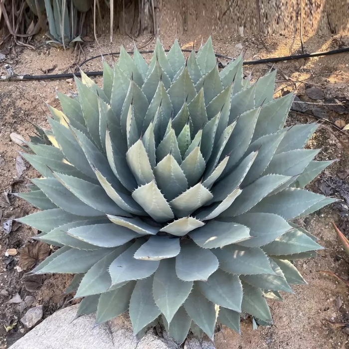 Агава парри agave parryi
