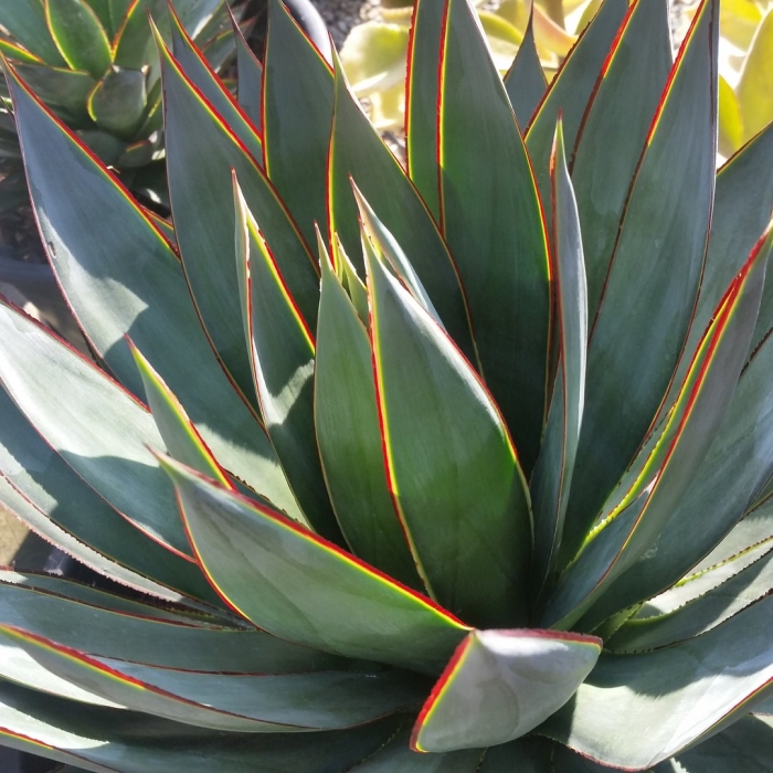 Agave blue glow