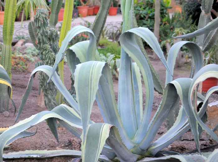 Agave franzosinii