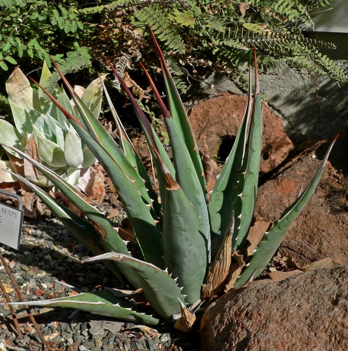 Agave utahensis subsp kaibabensis