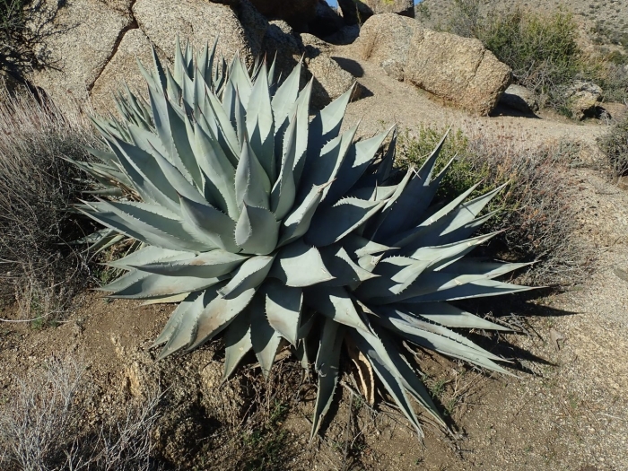 Agave deserti var