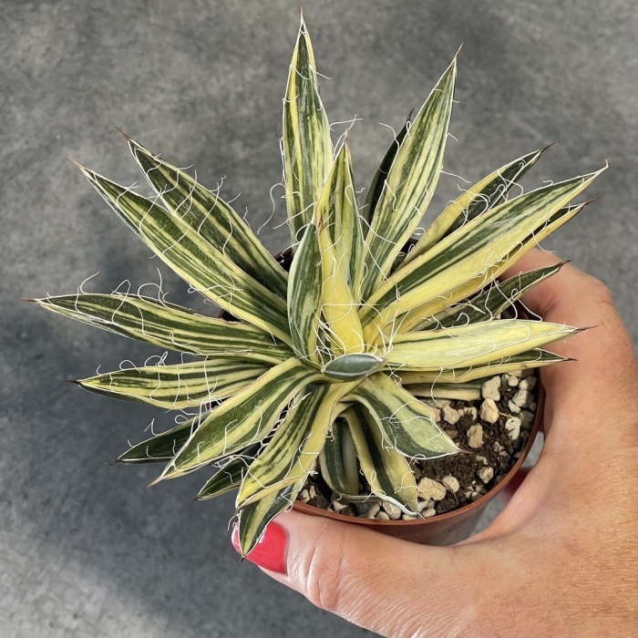 Агаве парвифлора