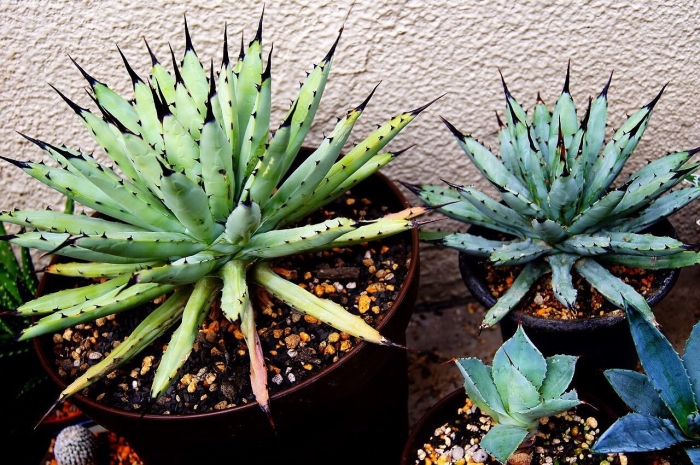Agave macroacantha