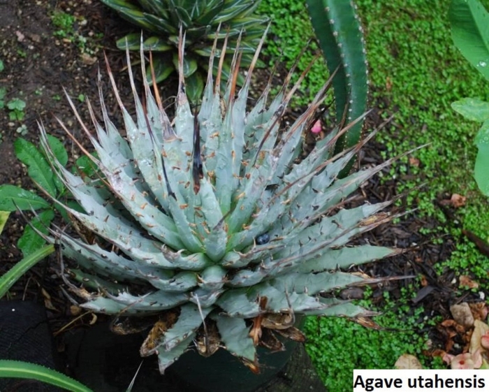 Агава корнелиус