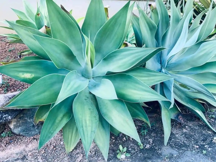 Агава attenuata