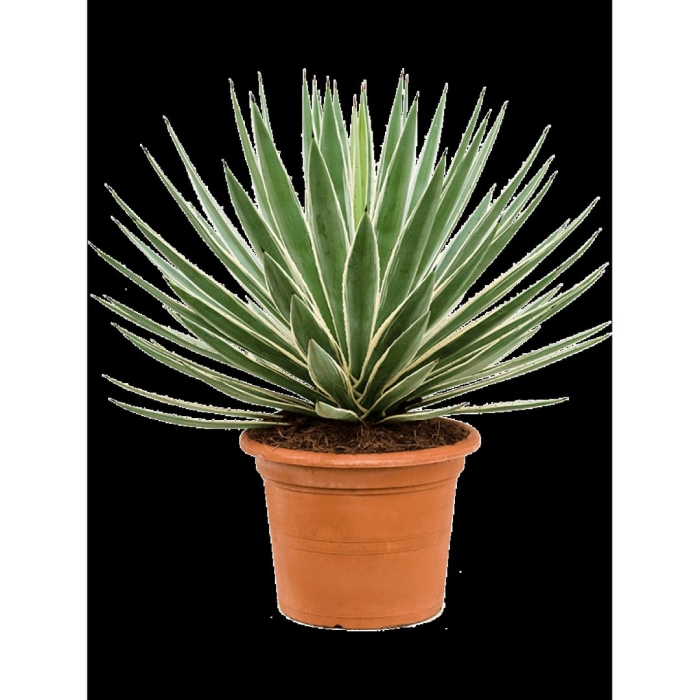 Агава комнатное растение