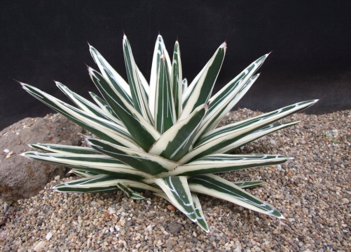 Агава вариегатная