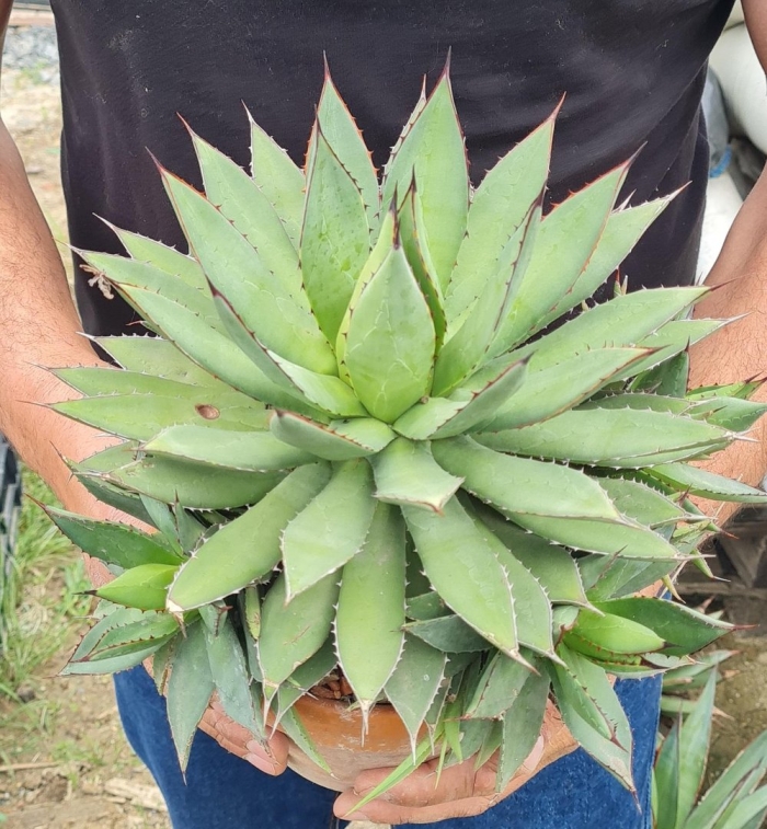 Agave burnt burgundy marginata