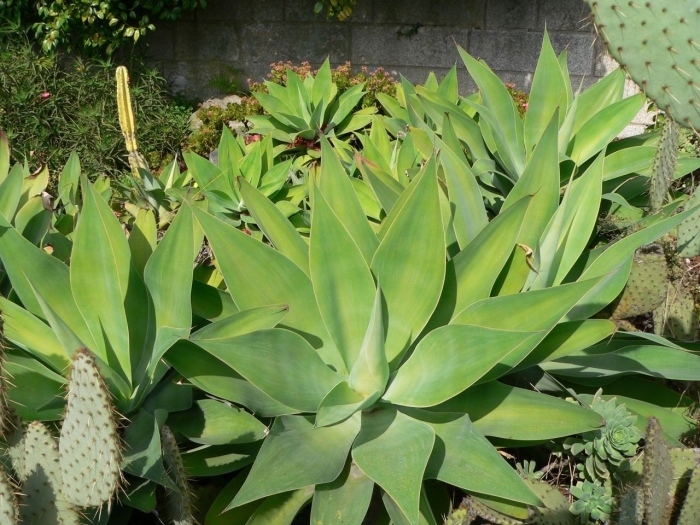 Агава аттенуата