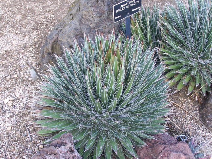 Agave filifera subsp schidigera