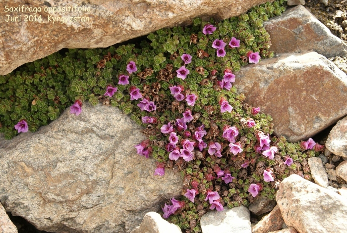 Камнеломка супротивнолистная