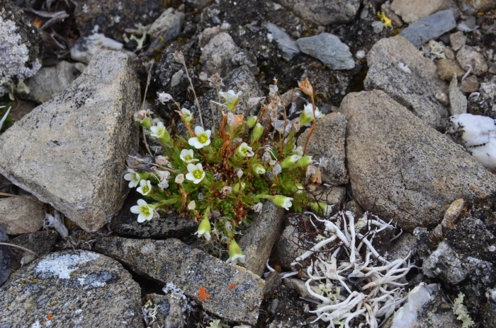 Камнеломка дернистая (saxifraga caespitosa)