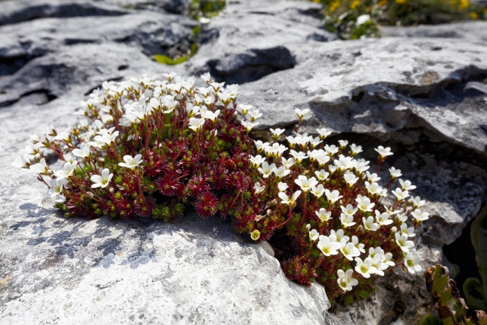 Полярная камнеломка