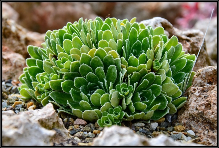 Камнеломка котиледон