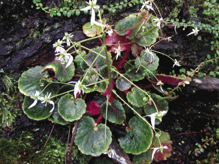 Saxifraga stolonifera