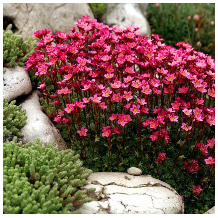 Камнеломка арендса пурпурная мантия