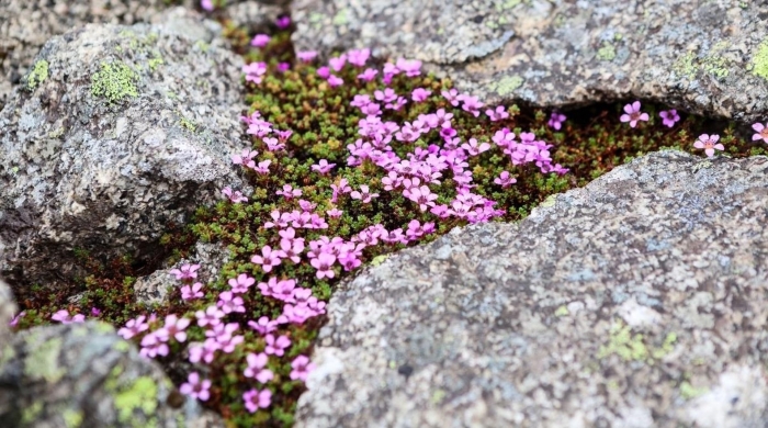 Камнеломка супротивнолистная (saxifraga oppositifolia)