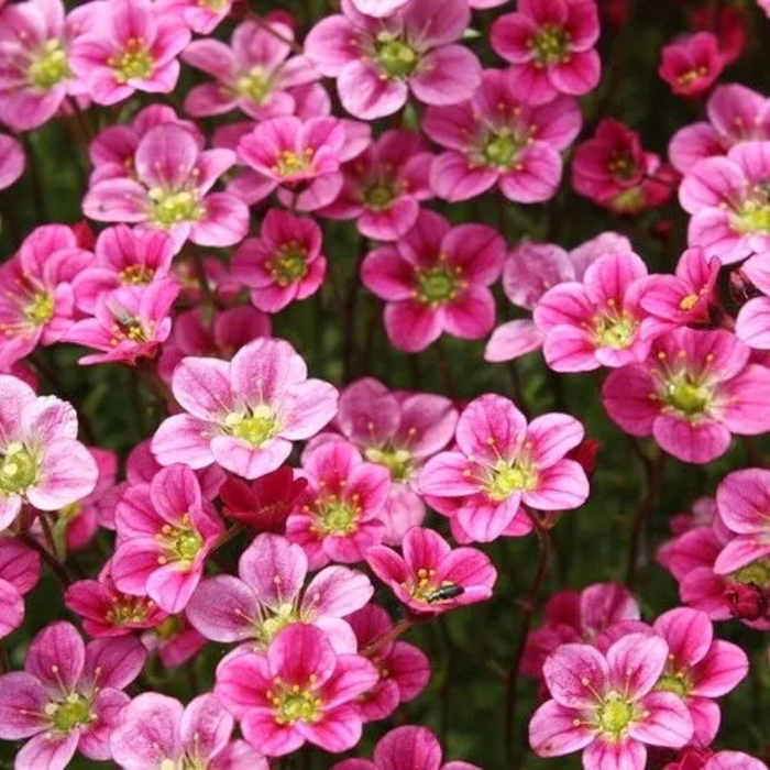 Камнеломка арендса rosea