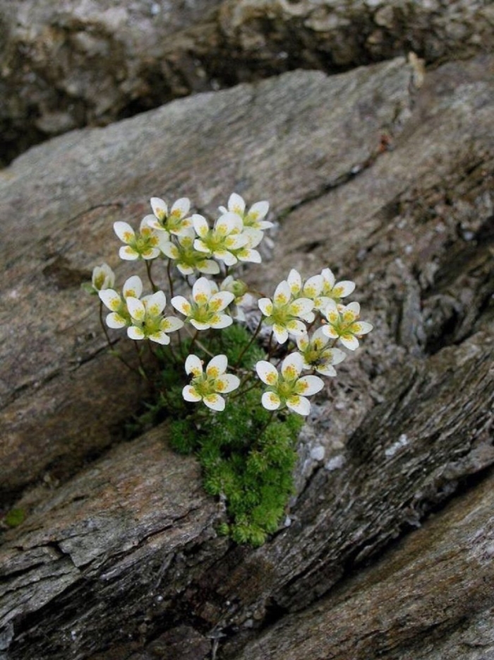 Saxifraga bryoides