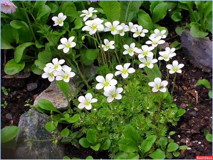 Камнеломка арендса белая