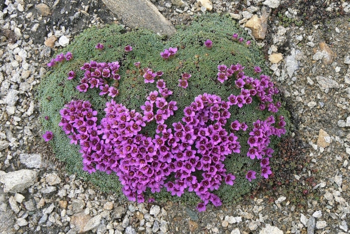 Камнеломка альпийская