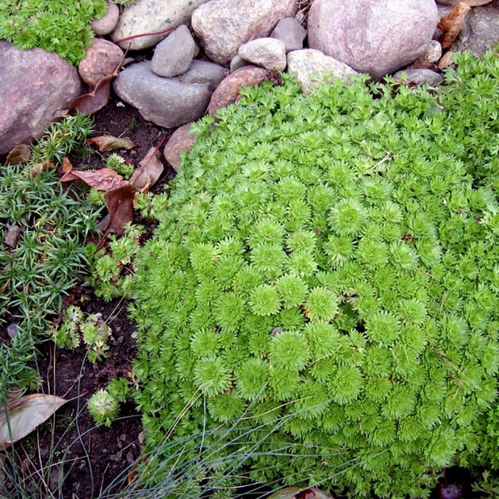 Почвопокровные низкорослые многолетники камнеломка