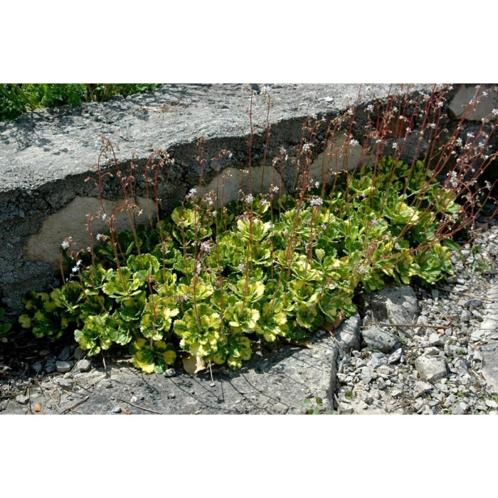 Камнеломка теневая