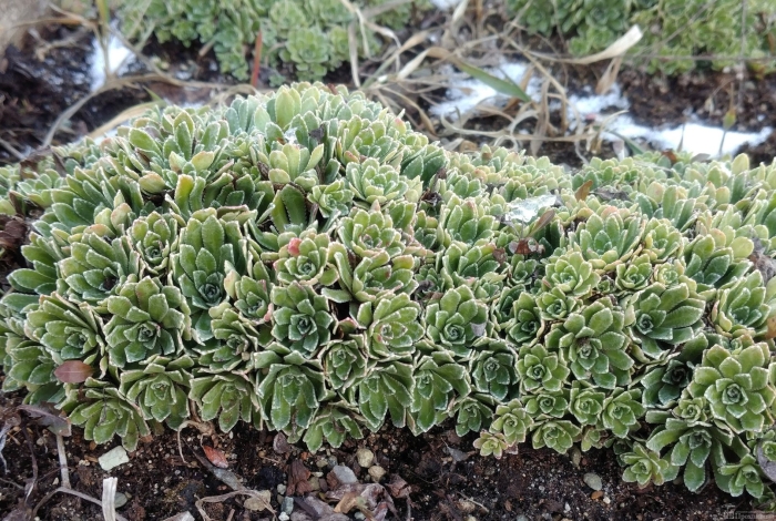 Saxifraga paniculata