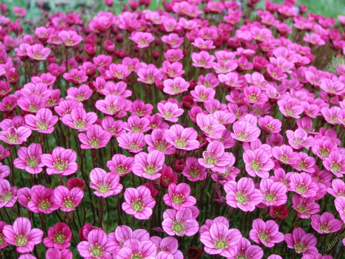 Камнеломка арендса флорал карпет