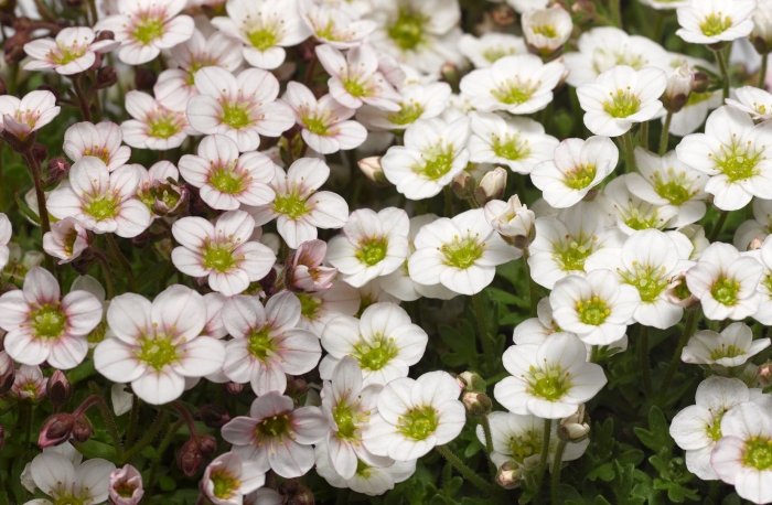 Камнеломка арендса растение