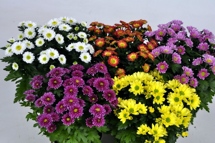 Хризантема кустовая бонита