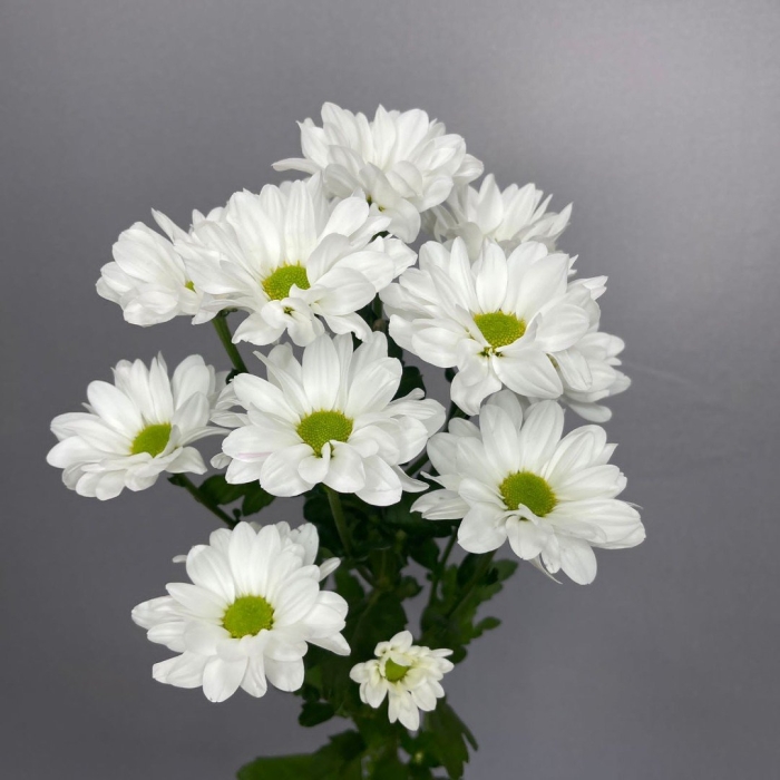 Белая хризантема бакарди