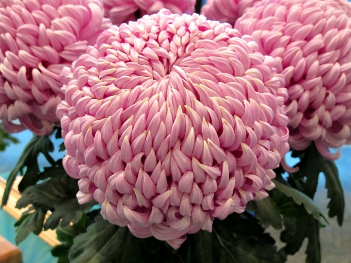 Хризантемы шаровидные