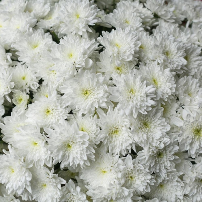 Хризантема кустовая сталион белая