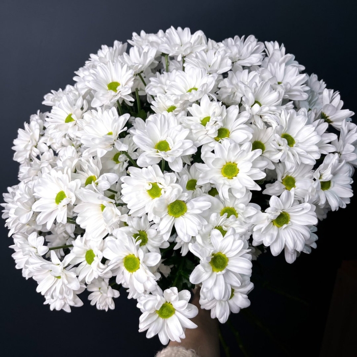 Хризантема кустовая ромашковая