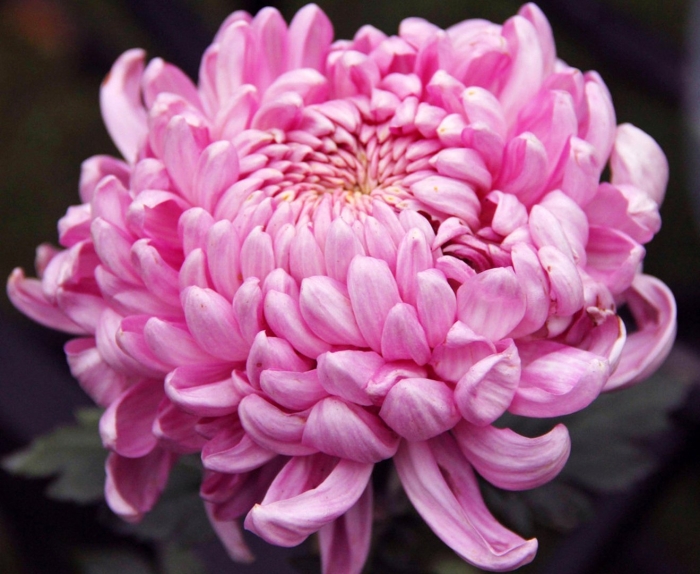 Хризантема робонет