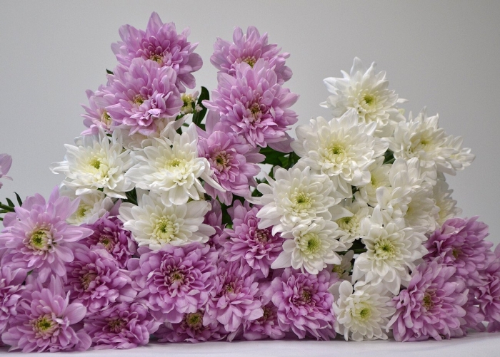 Хризантема кустовая мемфис пинк