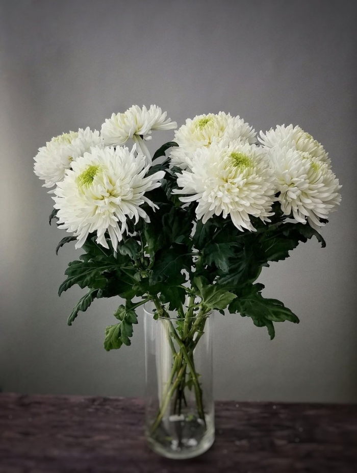 Хризантема одноголовая зембла белая