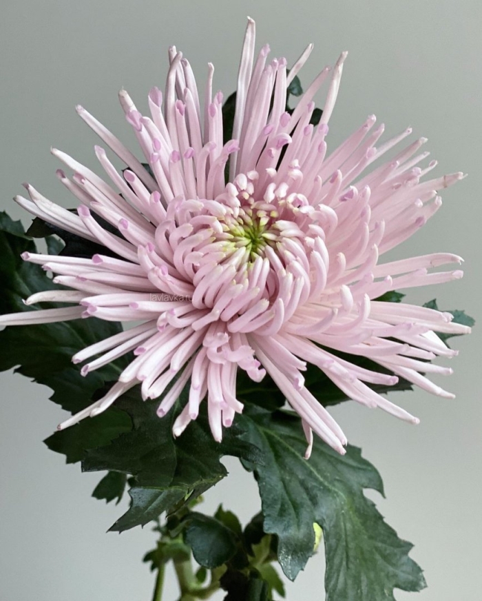 Хризантема каприол