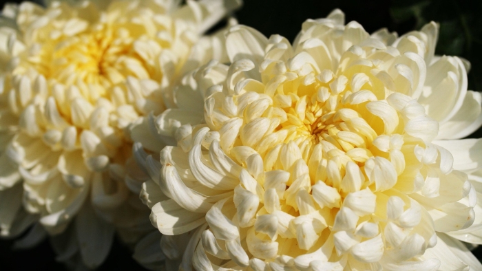 Хризантема lamira