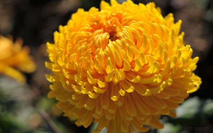 Крымская шаровидная хризантема