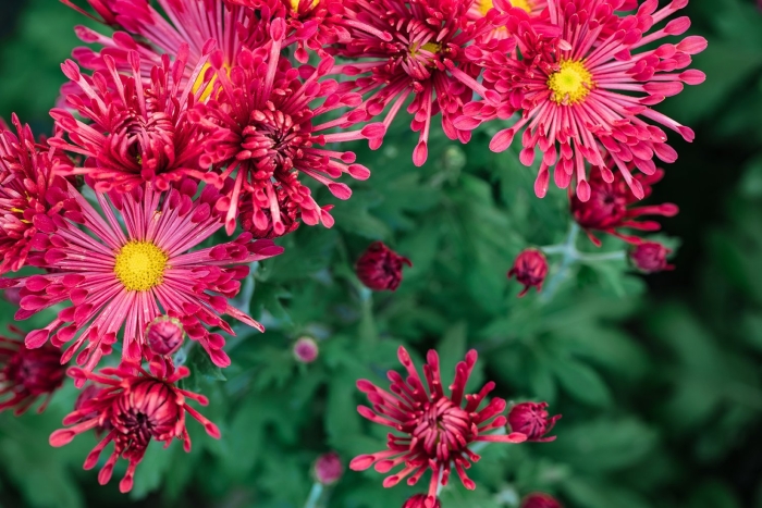 Хризантемы куст