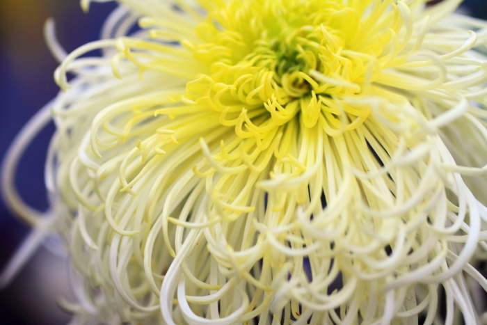 Хризантема chrysanthemum