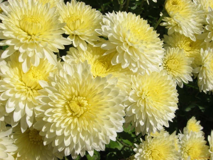 Хризантема белла еллоу